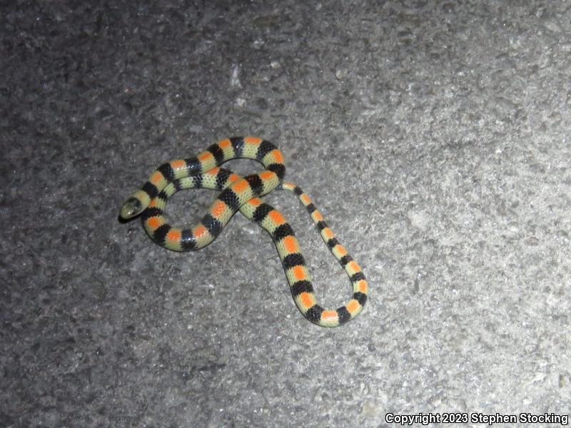 Variable Groundsnake (Sonora semiannulata semiannulata)