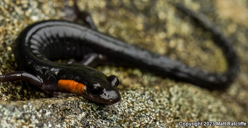 Red-cheeked Salamander (Plethodon jordani)