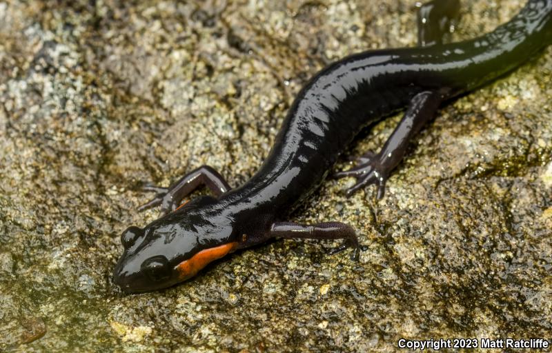 Red-cheeked Salamander (Plethodon jordani)