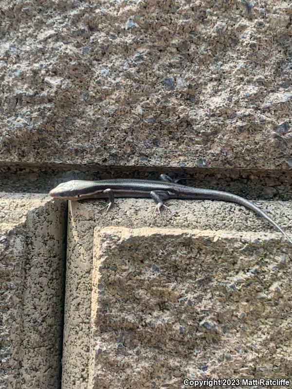 Five-lined Skink (Plestiodon fasciatus)