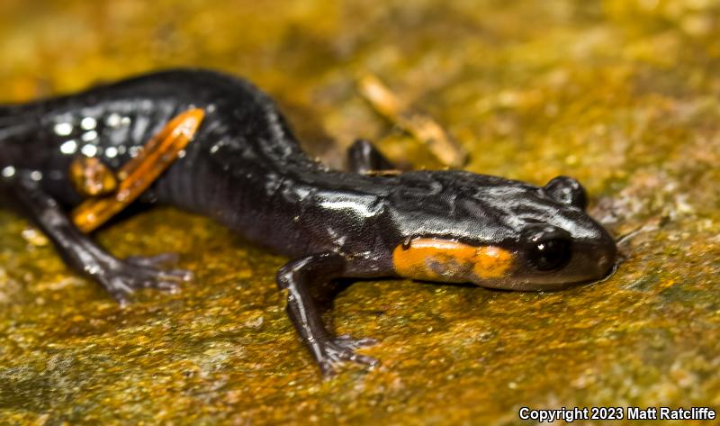 Red-cheeked Salamander (Plethodon jordani)