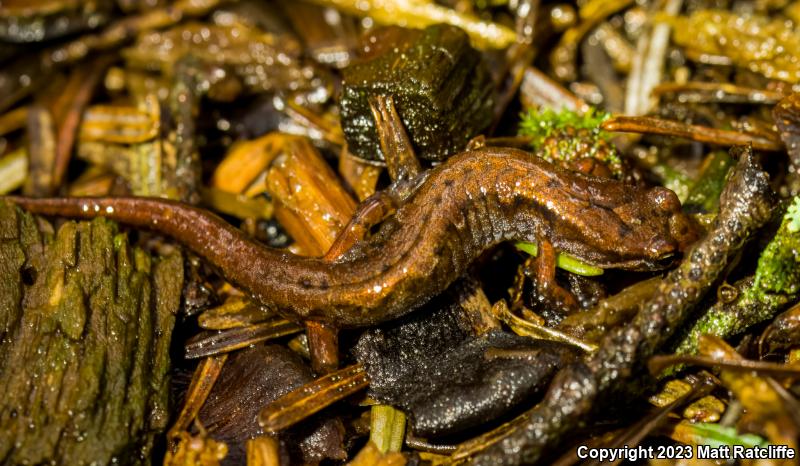 Pygmy Salamander (Desmognathus wrighti)