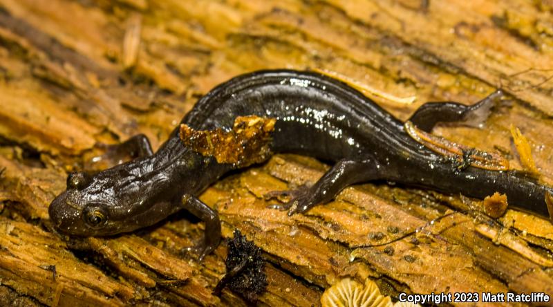 Ocoee Salamander (Desmognathus ocoee)