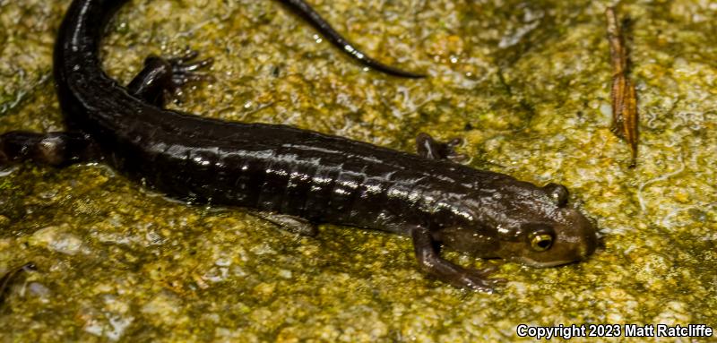 Ocoee Salamander (Desmognathus ocoee)