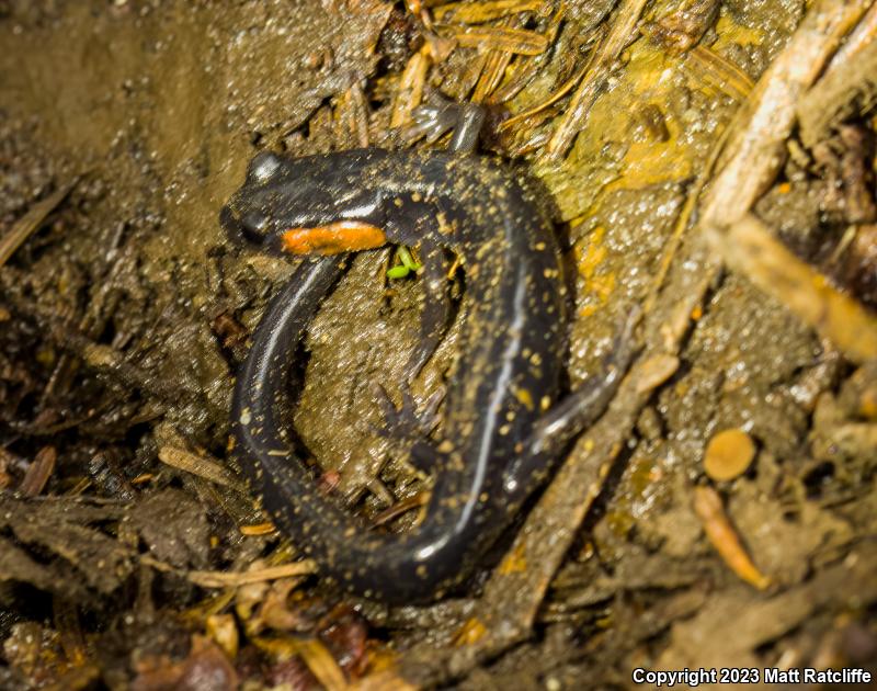 Red-cheeked Salamander (Plethodon jordani)