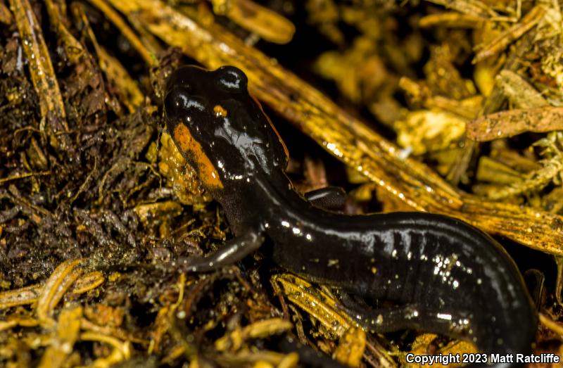 Red-cheeked Salamander (Plethodon jordani)