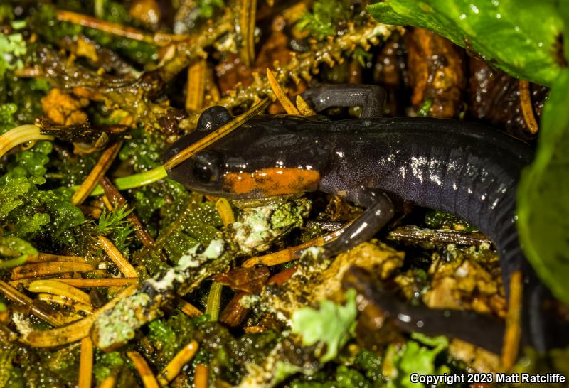 Red-cheeked Salamander (Plethodon jordani)