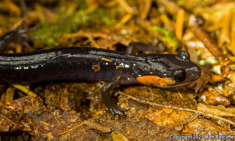 Red-cheeked Salamander (Plethodon jordani)