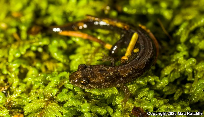 Ocoee Salamander (Desmognathus ocoee)