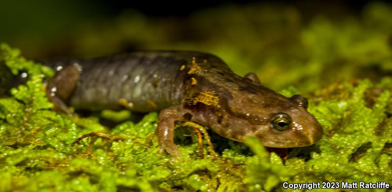 Ocoee Salamander (Desmognathus ocoee)