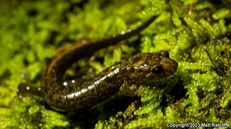 Ocoee Salamander (Desmognathus ocoee)