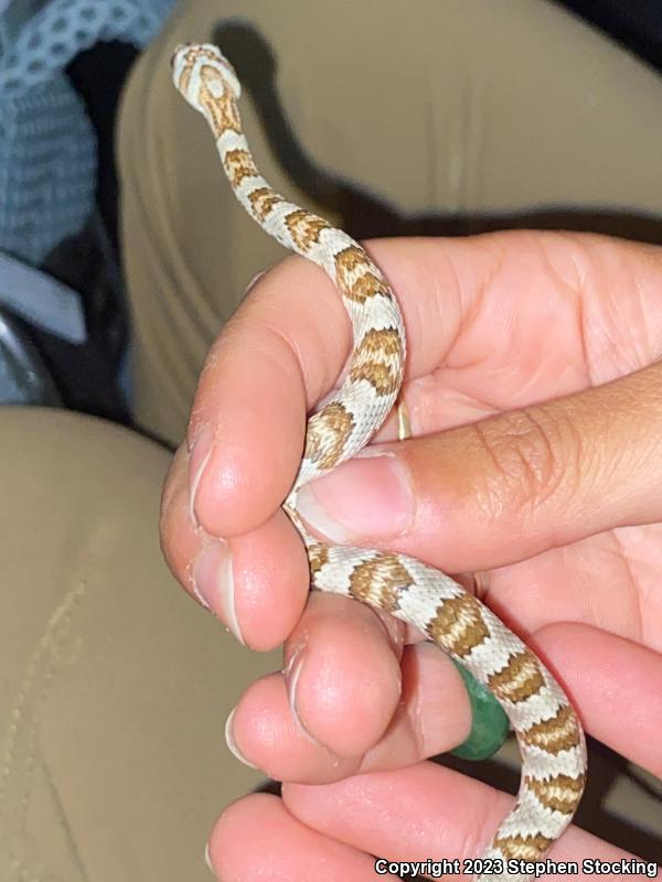 Sonoran Lyresnake (Trimorphodon biscutatus lambda)