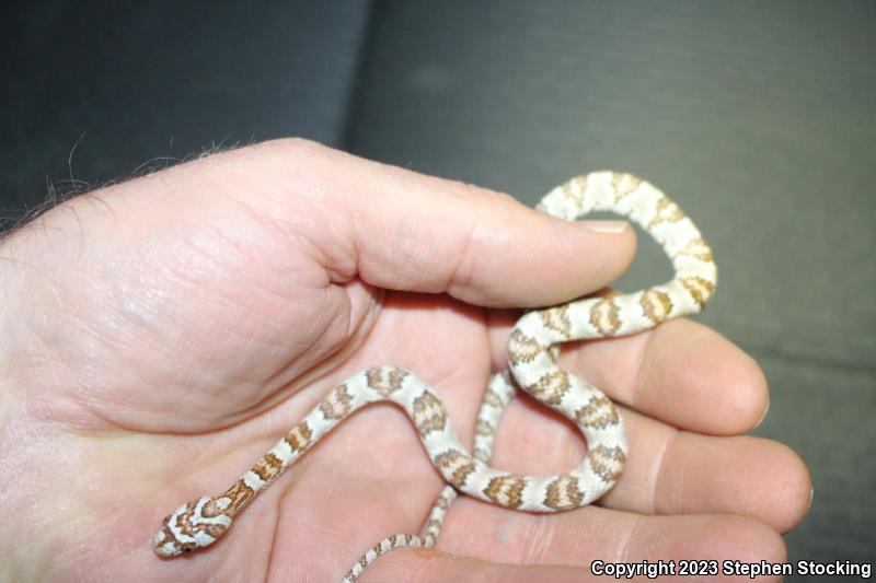 Sonoran Lyresnake (Trimorphodon biscutatus lambda)