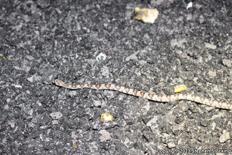 Sonoran Lyresnake (Trimorphodon biscutatus lambda)