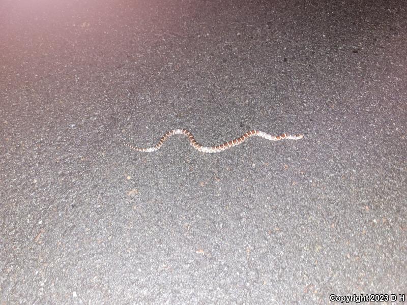 Eastern Milksnake (Lampropeltis triangulum triangulum)