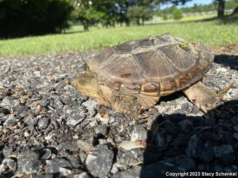 Snapping Turtle (Chelydra serpentina)