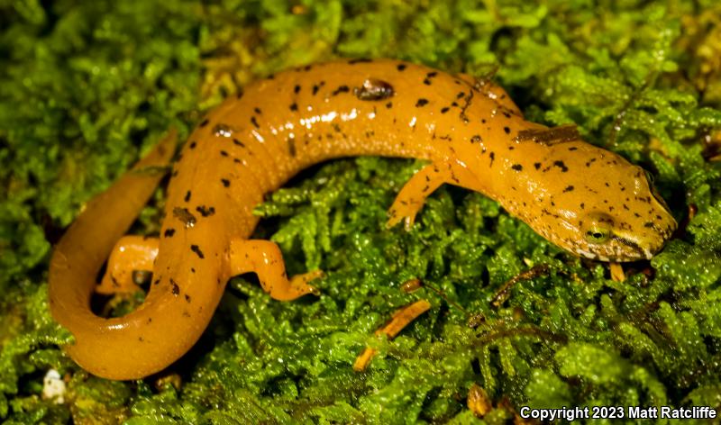 Blue Ridge Spring Salamander (Gyrinophilus porphyriticus danielsi)