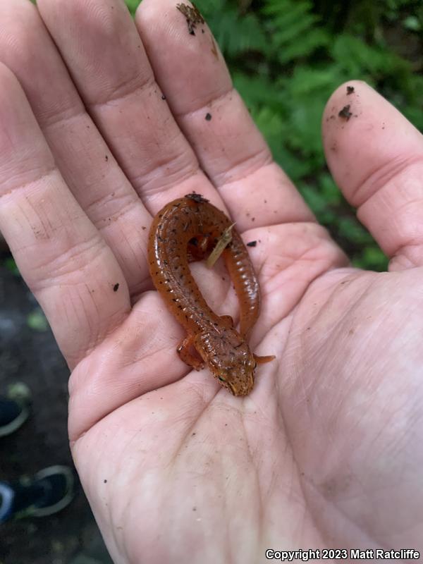 Blue Ridge Spring Salamander (Gyrinophilus porphyriticus danielsi)