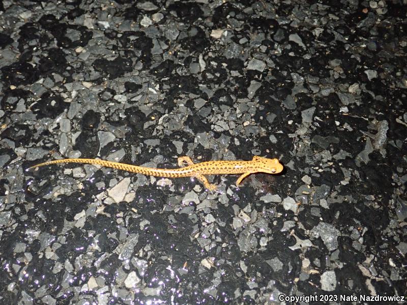 Long-tailed Salamander (Eurycea longicauda)