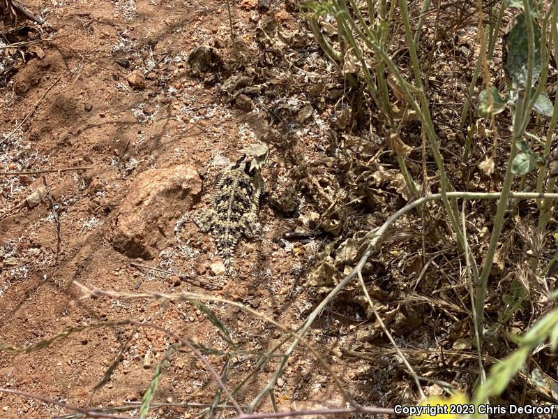 Blainville's Horned Lizard (Phrynosoma blainvillii)