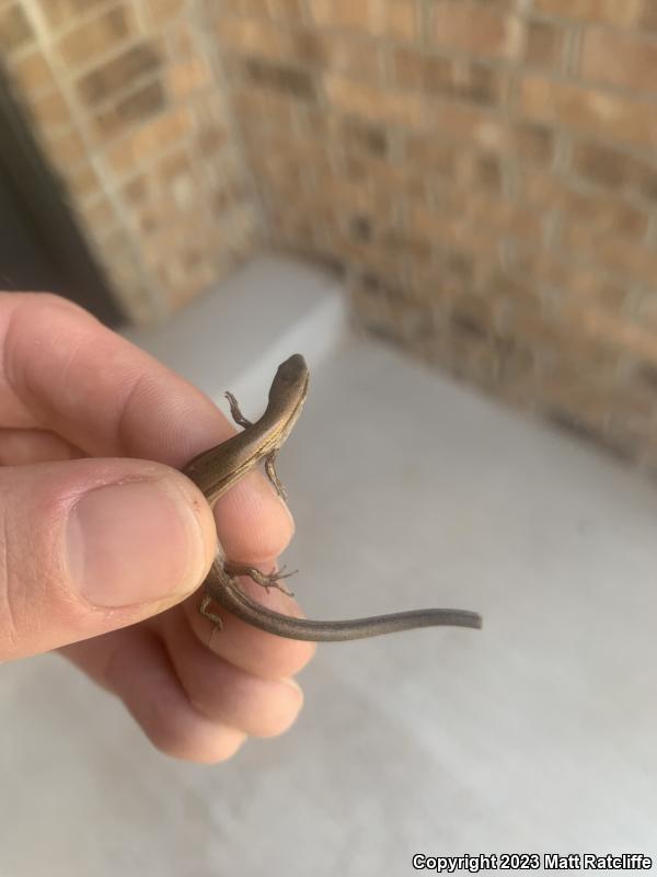 Little Brown Skink (Scincella lateralis)