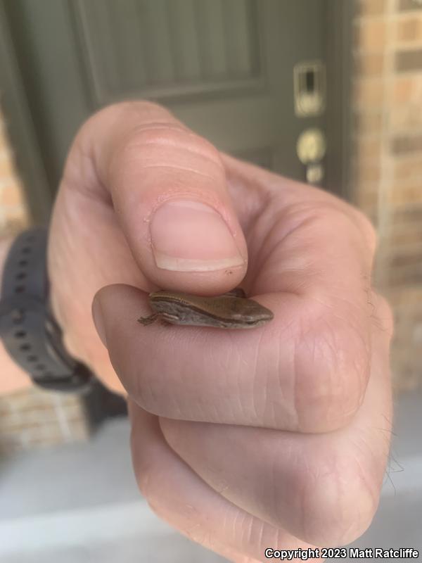 Little Brown Skink (Scincella lateralis)