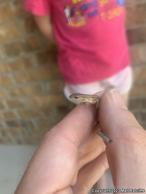 Little Brown Skink (Scincella lateralis)