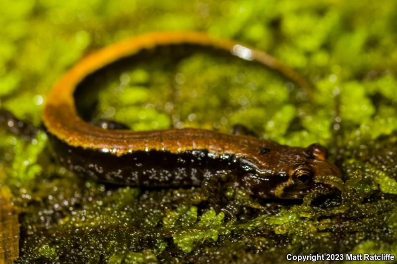 Ocoee Salamander (Desmognathus ocoee)