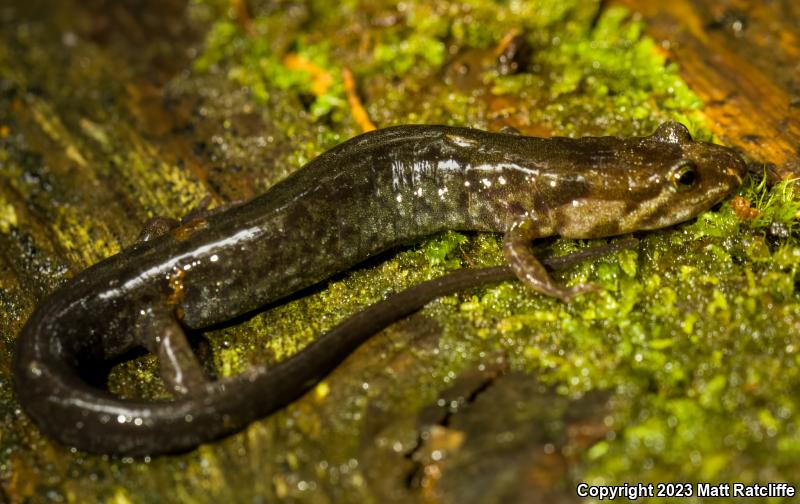 Imitator Salamander (Desmognathus imitator)