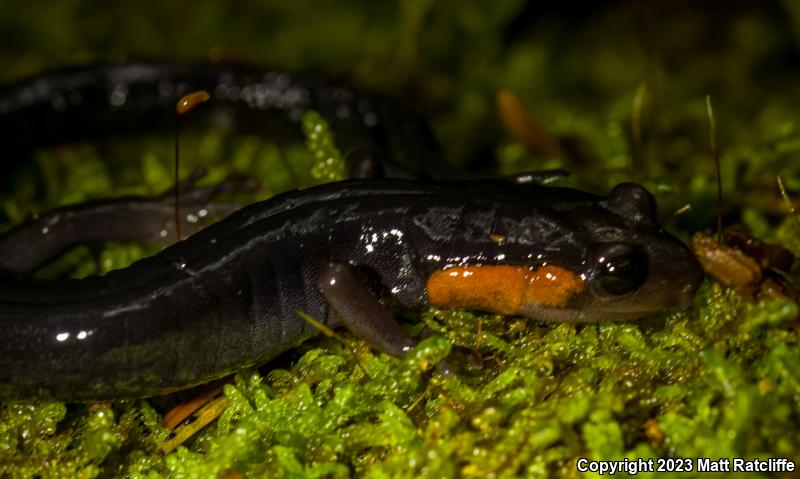 Red-cheeked Salamander (Plethodon jordani)