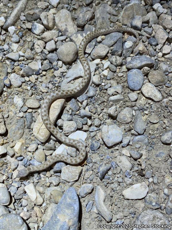 Desert Nightsnake (Hypsiglena chlorophaea deserticola)