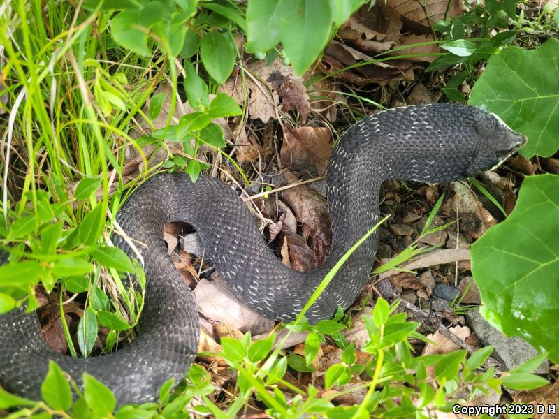 Eastern Hog-nosed Snake (Heterodon platirhinos)