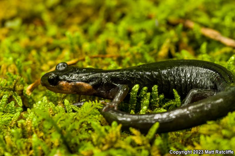 Red-cheeked Salamander (Plethodon jordani)