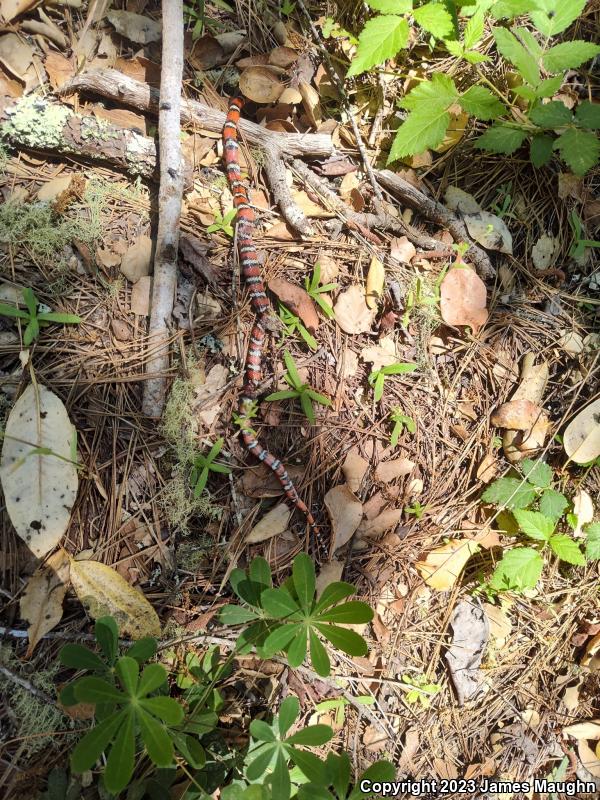 Coast Mountain Kingsnake (Lampropeltis zonata multifasciata)