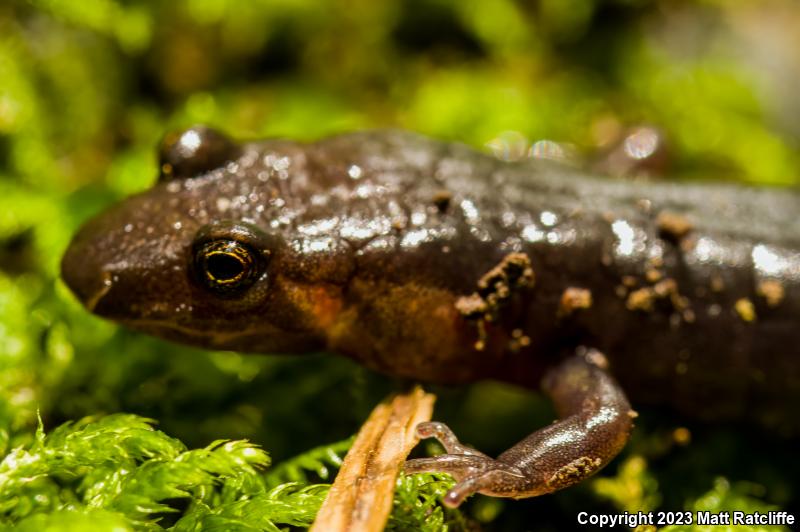 Imitator Salamander (Desmognathus imitator)