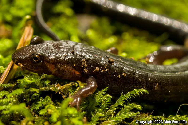 Imitator Salamander (Desmognathus imitator)