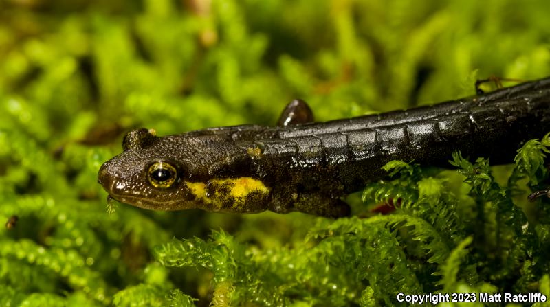 Imitator Salamander (Desmognathus imitator)