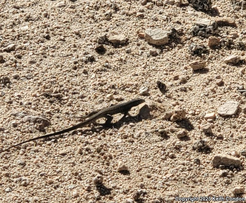 Great Basin Whiptail (Aspidoscelis tigris tigris)