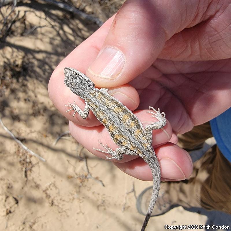 Western Long-tailed Brush Lizard (Urosaurus graciosus graciosus)