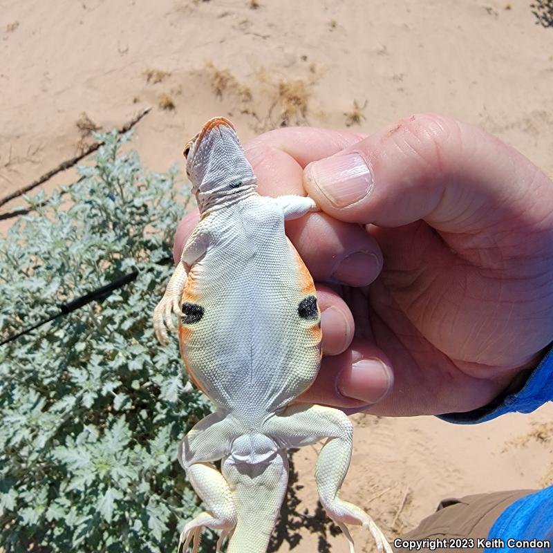 Mojave Fringe-toed Lizard (Uma scoparia)