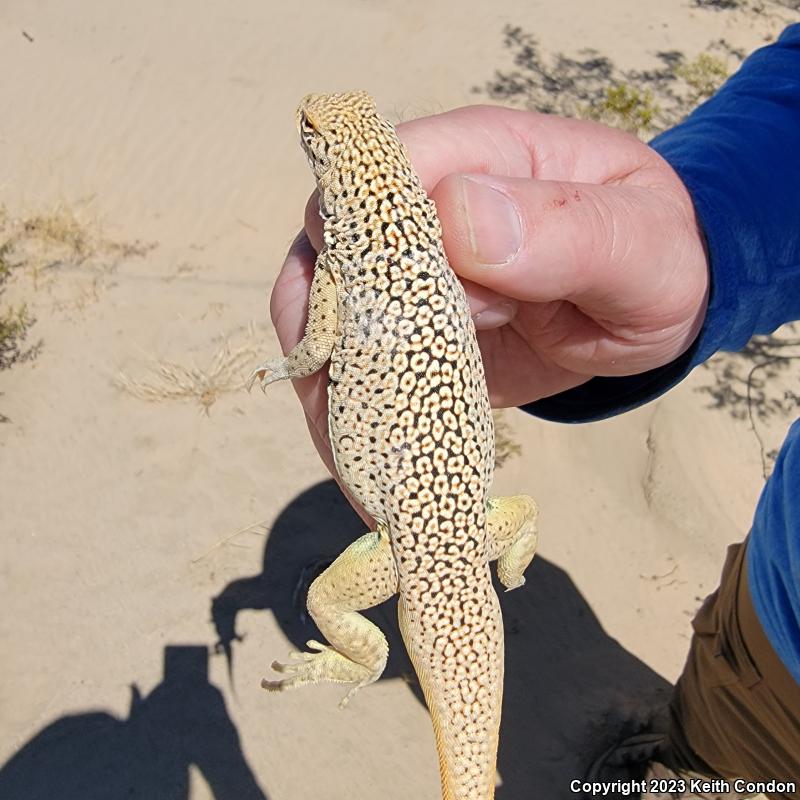 Mojave Fringe-toed Lizard (Uma scoparia)