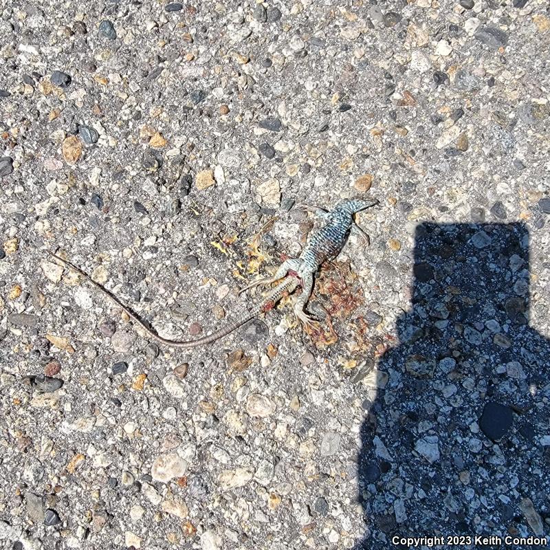 Great Basin Whiptail (Aspidoscelis tigris tigris)