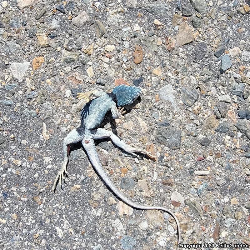 Great Basin Collared Lizard (Crotaphytus bicinctores)