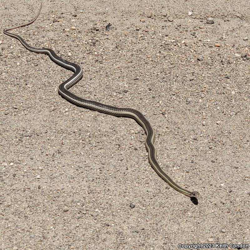 Desert Striped Whipsnake (Coluber taeniatus taeniatus)