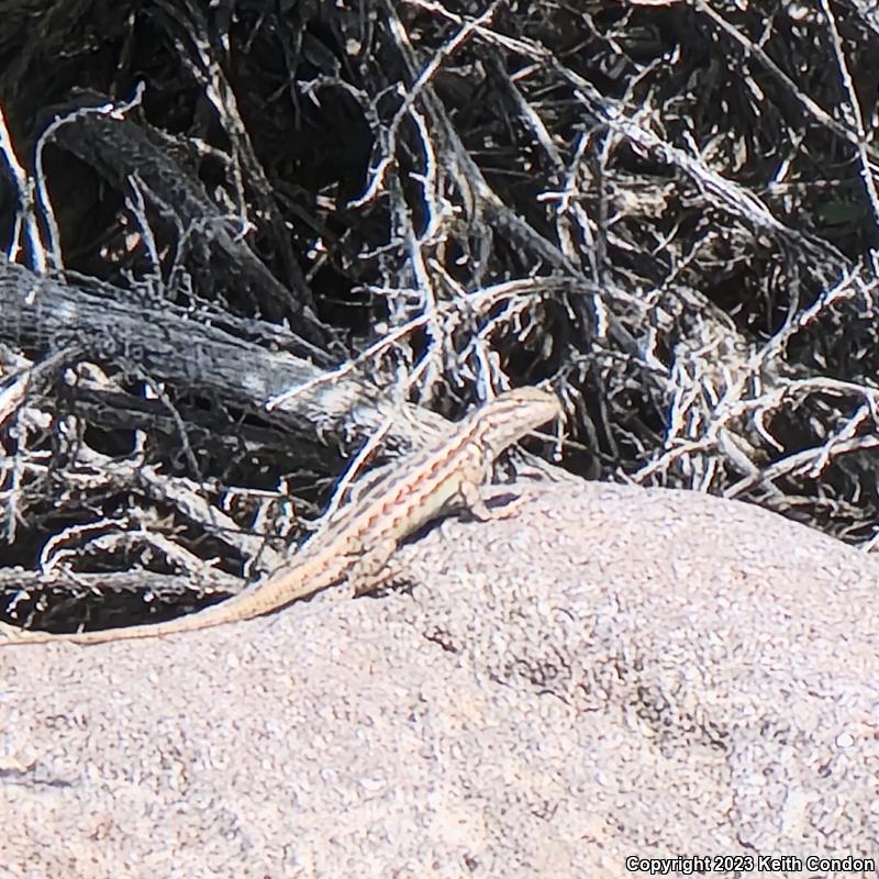 Northern Sagebrush Lizard (Sceloporus graciosus graciosus)