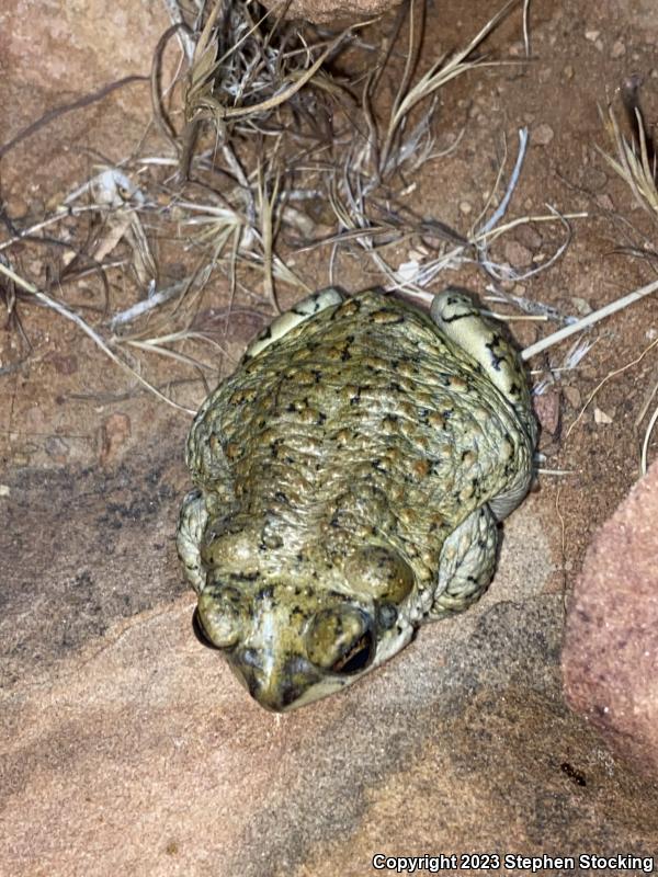 Red-spotted Toad (Anaxyrus punctatus)