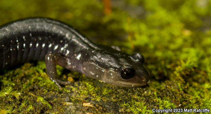 Red-cheeked Salamander (Plethodon jordani)