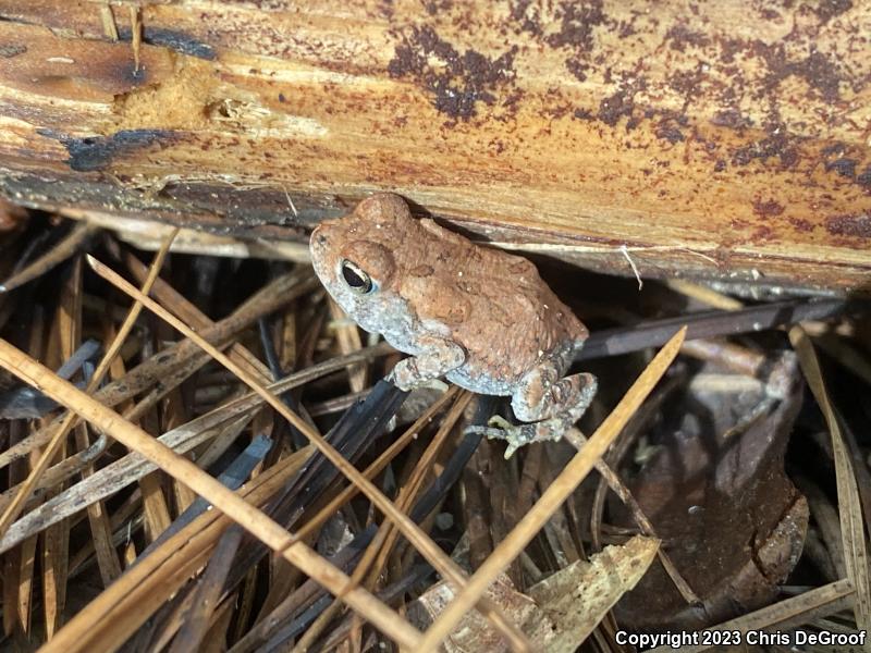 Southern Toad (Anaxyrus terrestris)