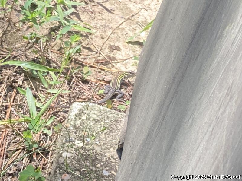 Six-lined Racerunner (Aspidoscelis sexlineata)