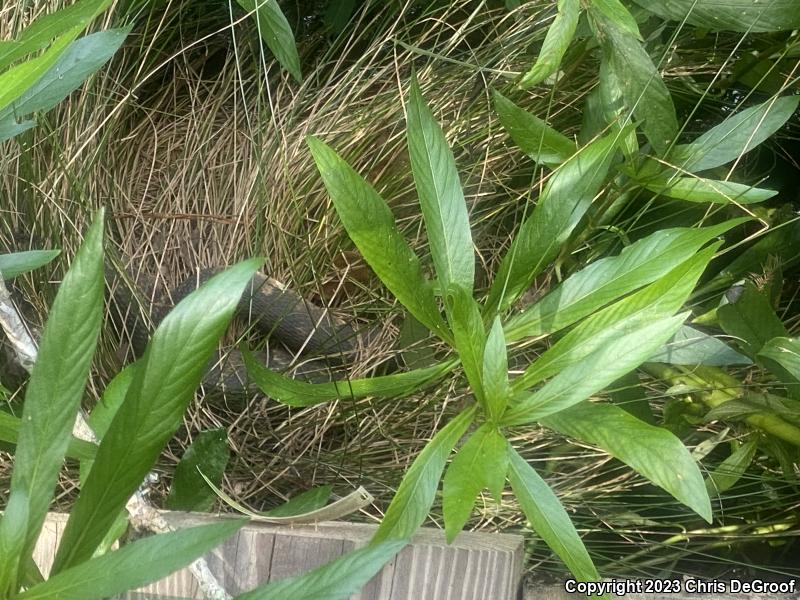 Broad-banded Watersnake (Nerodia fasciata confluens)